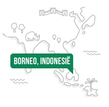 Bosproject Borneo, Indonesië Borneo