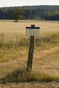 We ondersteunen een project in het Bergherbos om schade door de letterzetter, een kever, terug te dringen Bergherbos