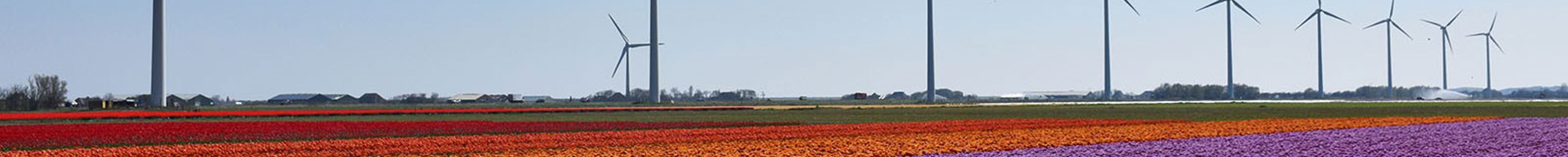 Afbeelding van windmolens naast een tulpenveld