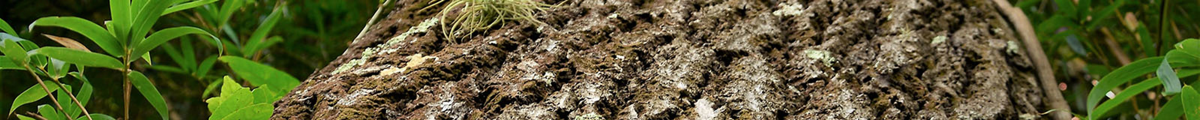 Closeup van een boom