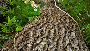 Closeup van een boom