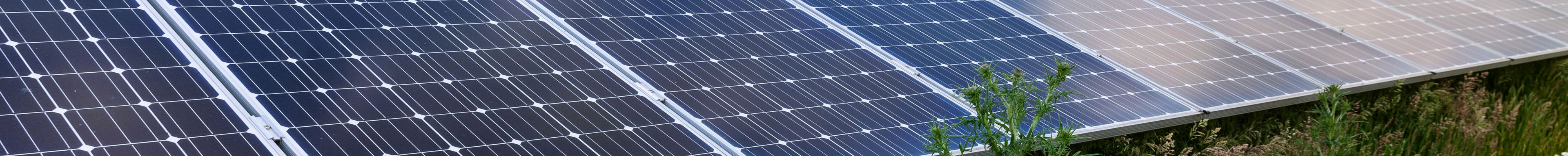 Een rij zonnepanelen staan in een veld met bloemen
