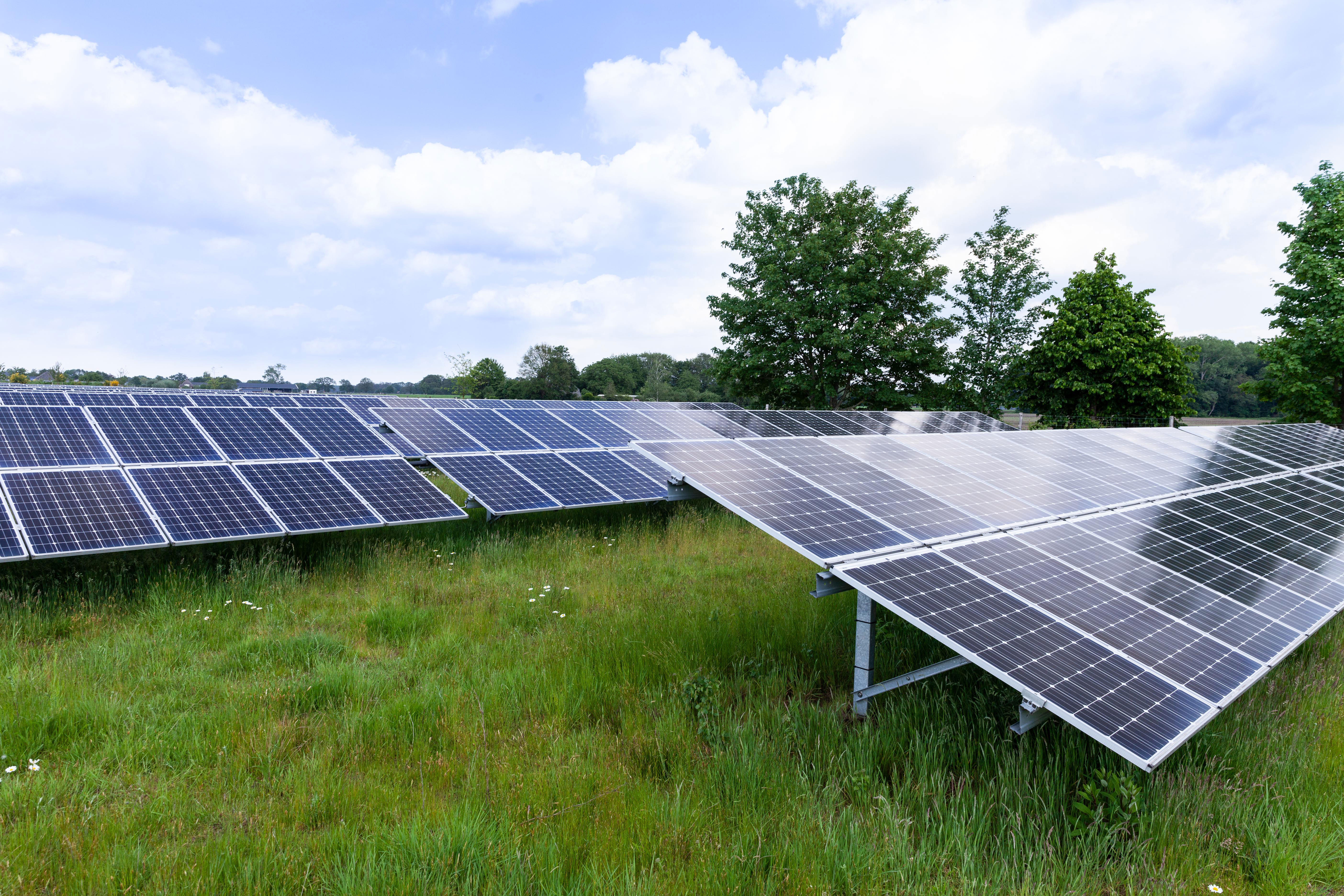 Zonnepanelen in een grasveld. Bomen op de achtergrond.