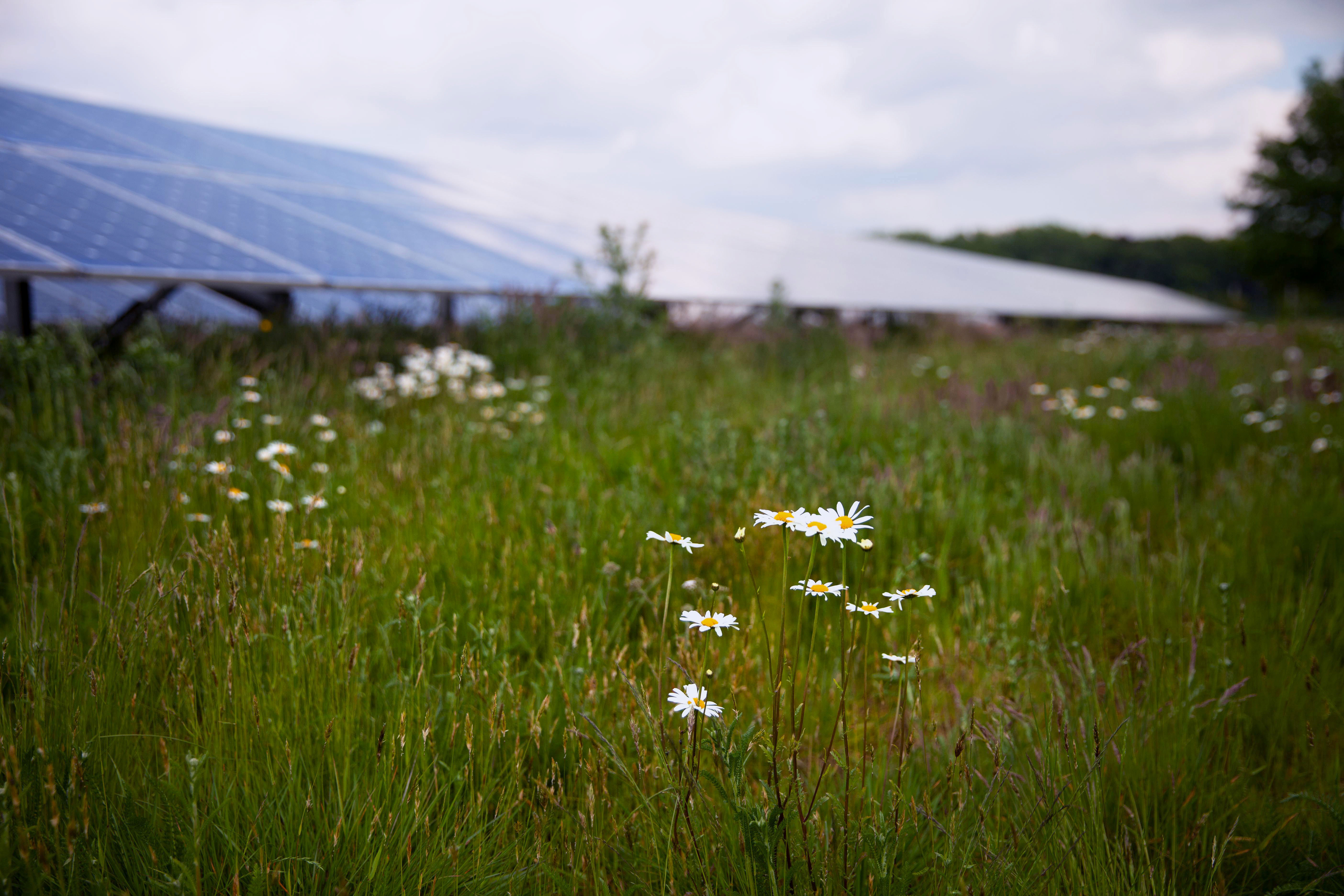 Foto van een grasveld met bloemen. In de achtergrond staat een rij zonnepanelen