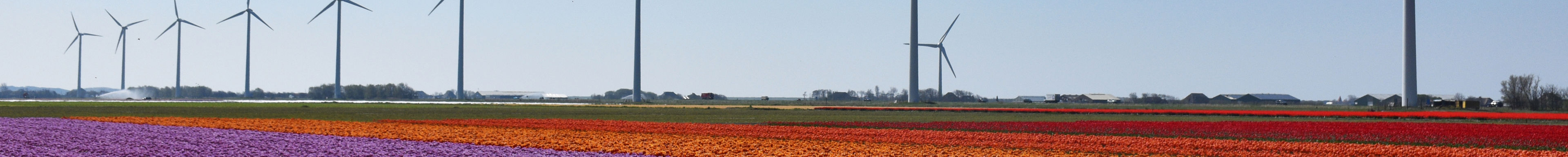 Een rij windmolens in een bloemenveld