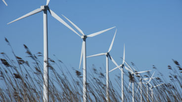 Close-up van lang gras met een rij windmolens op de achtergrond